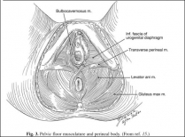 Pelvic floor musculature and perineal body