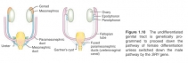 The  undifferentiated genital   tract   is   genetically   programmed   to   proceed   down   the pathway  of  female  differentiation unless  switched  down  the  male pathway by the SRY gene