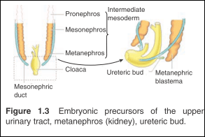 Embryonic   precursors   of   the   upper urinary tract, metanephros, ureteric bud